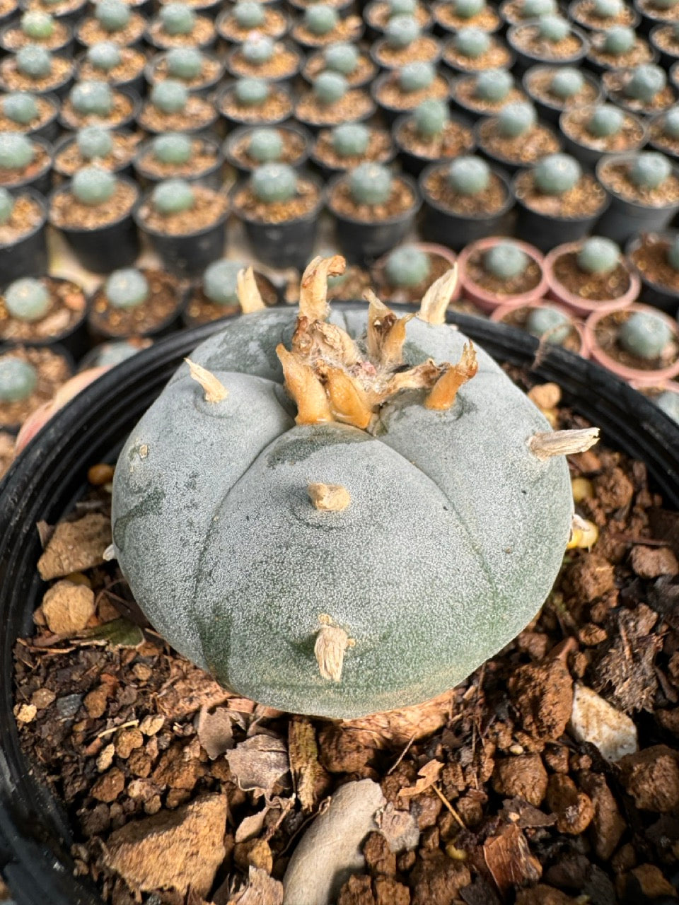 Lophophora williamsii – Peyote Cactus (6–7 cm, Own Root)