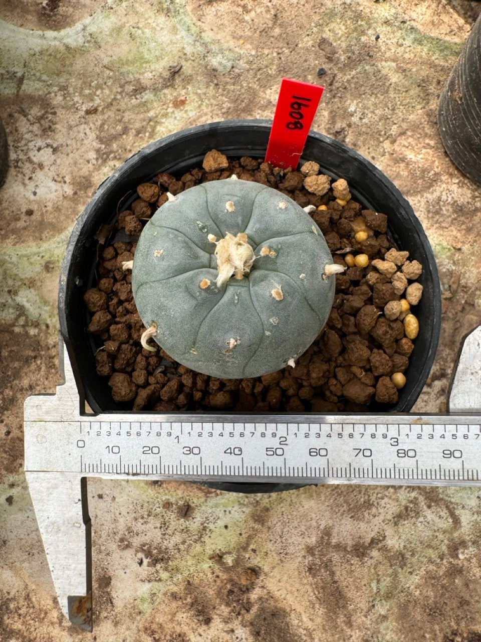 Lophophora williamsii – Peyote Cactus (6–7 cm, Own Root)
