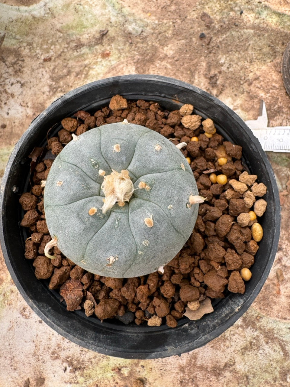 Lophophora williamsii – Peyote Cactus (6–7 cm, Own Root)