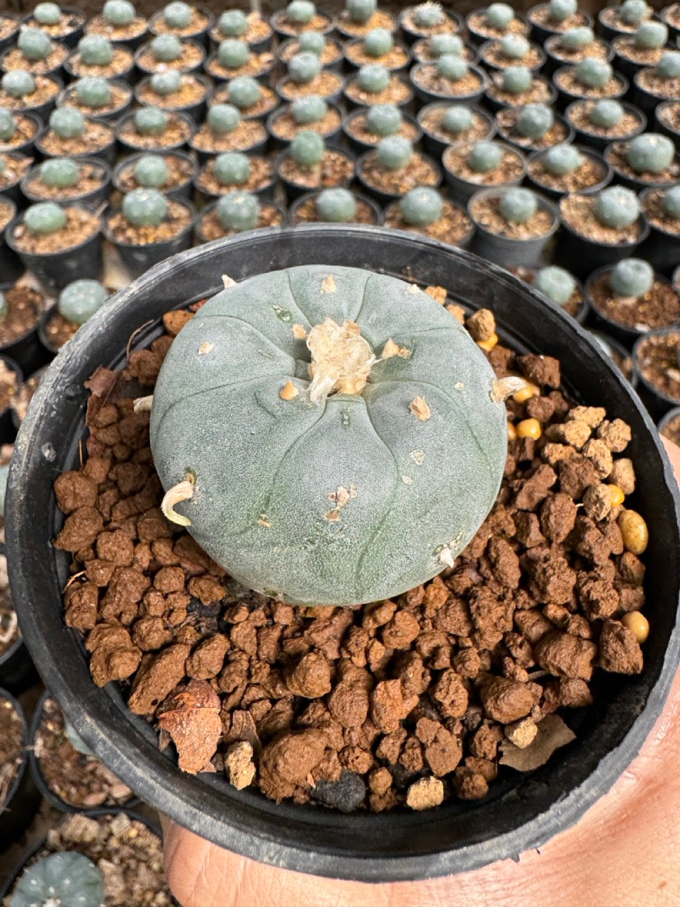 Lophophora williamsii – Peyote Cactus (6–7 cm, Own Root)