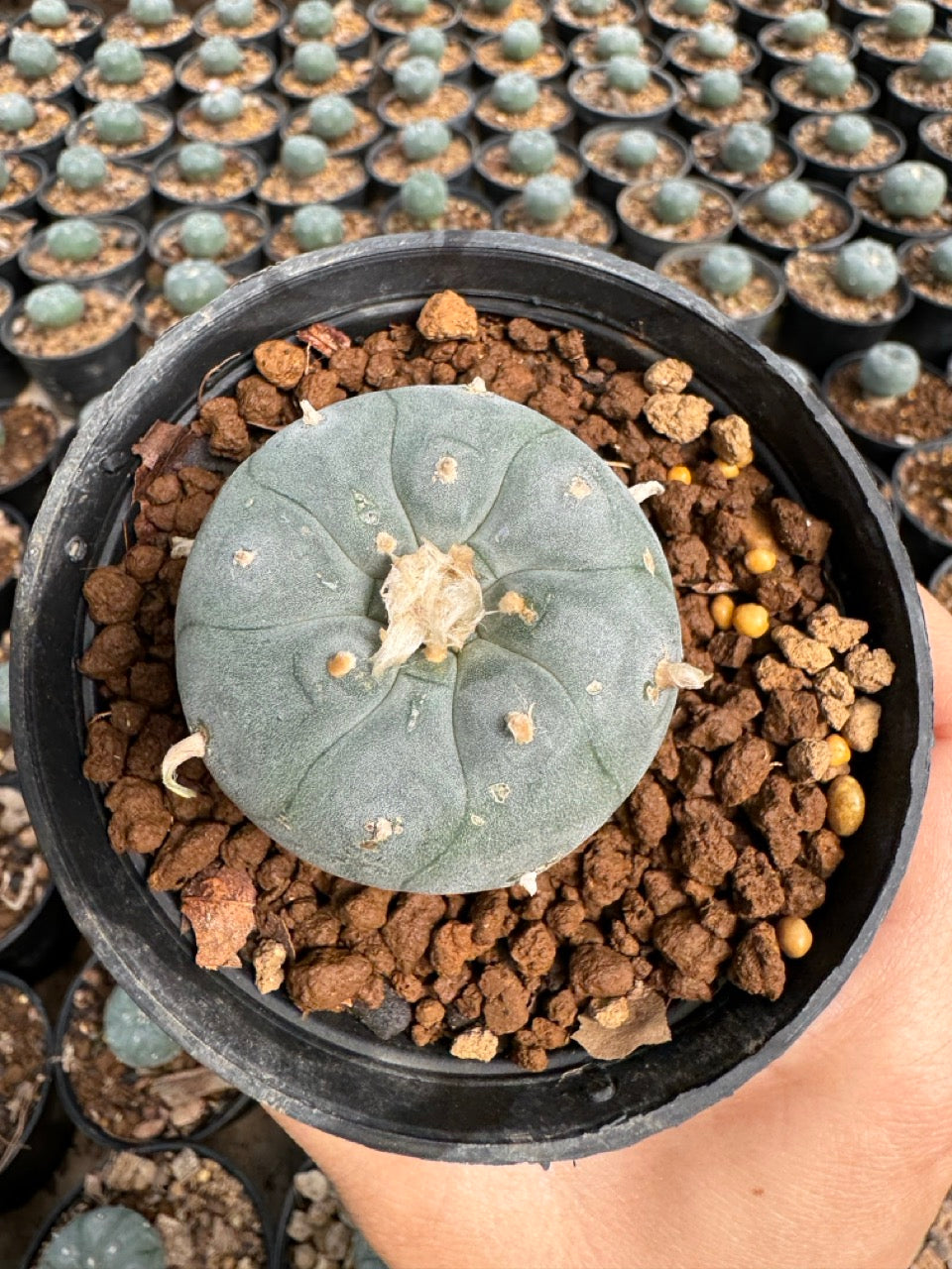 Lophophora williamsii – Peyote Cactus (6–7 cm, Own Root)