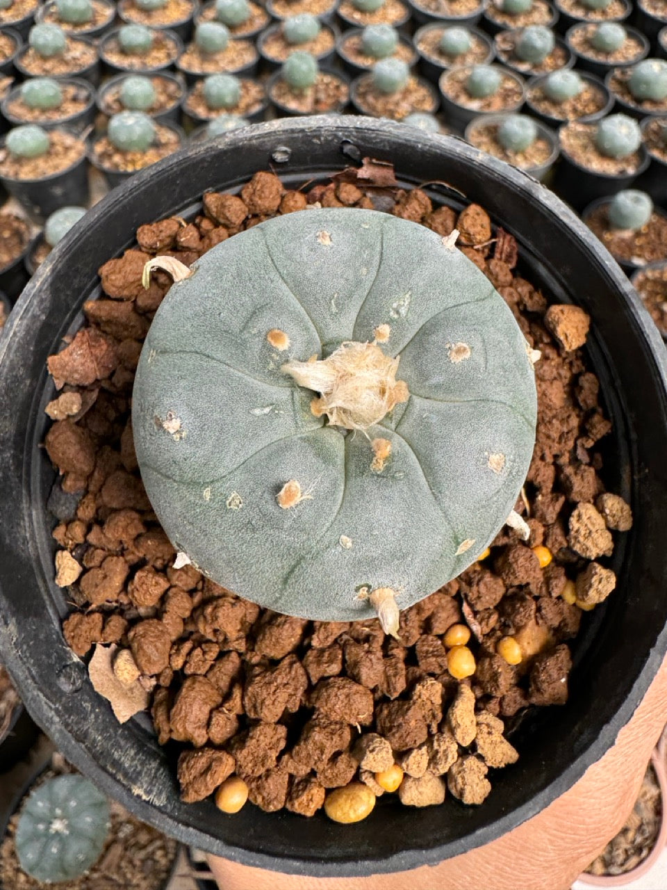 Lophophora williamsii – Peyote Cactus (6–7 cm, Own Root)