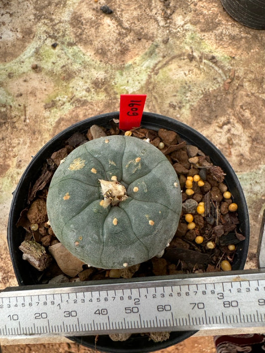 Lophophora williamsii – Peyote Cactus (6–7 cm, Own Root)