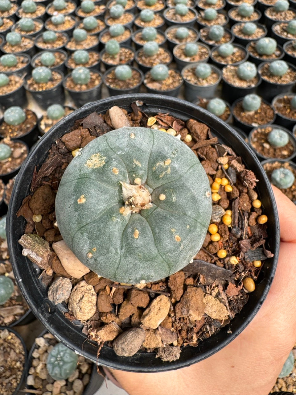 Lophophora williamsii – Peyote Cactus (6–7 cm, Own Root)