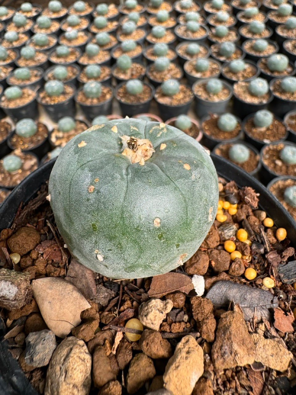 Lophophora williamsii – Peyote Cactus (6–7 cm, Own Root)