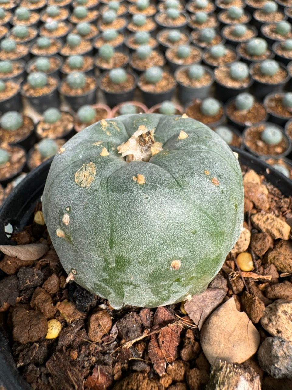 Lophophora williamsii – Peyote Cactus (6–7 cm, Own Root)