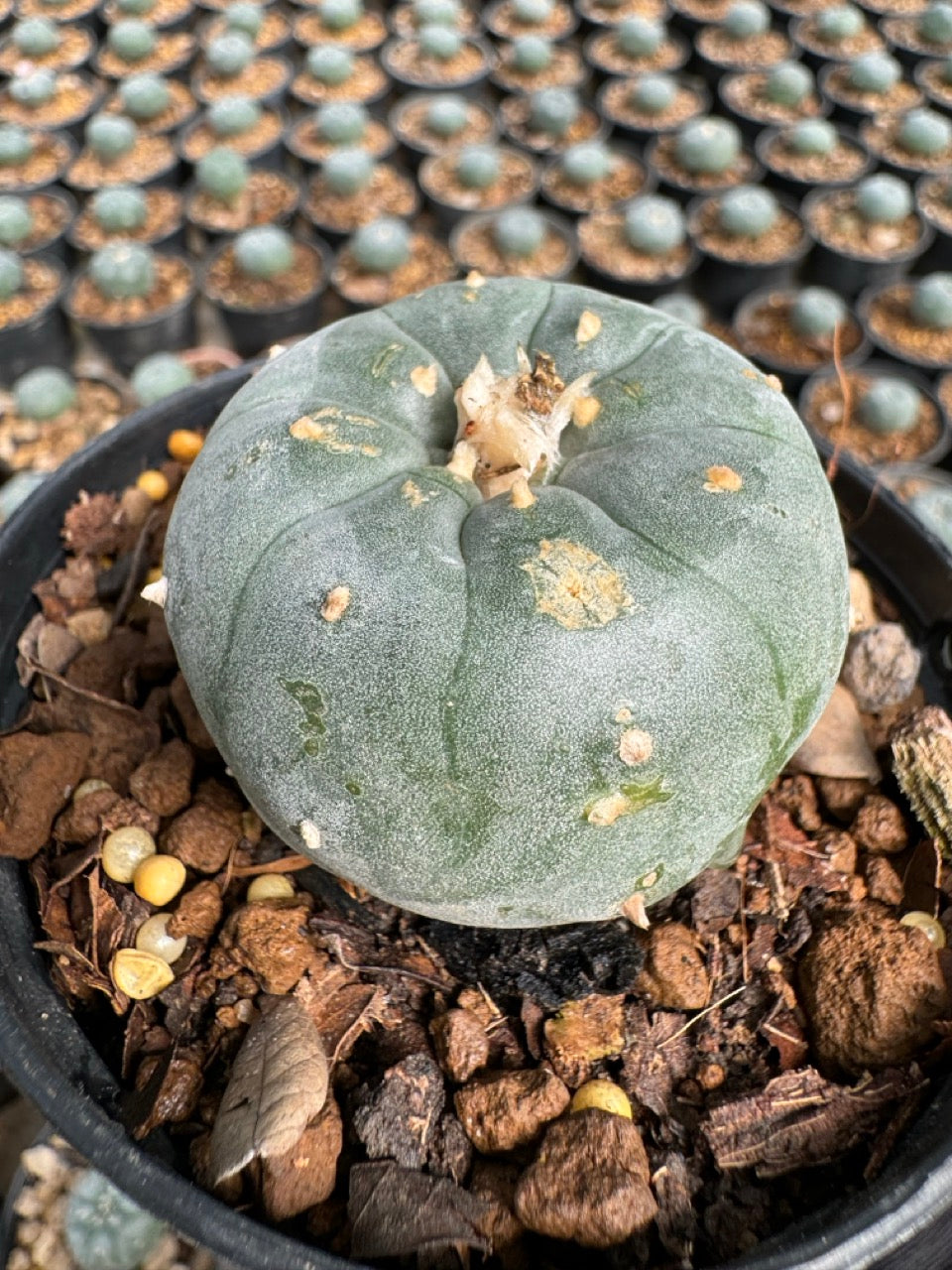 Lophophora williamsii – Peyote Cactus (6–7 cm, Own Root)