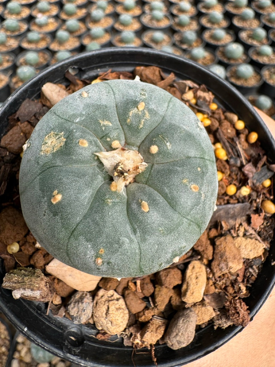 Lophophora williamsii – Peyote Cactus (6–7 cm, Own Root)