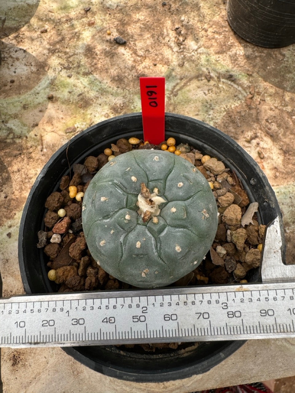 Lophophora williamsii – Peyote Cactus (6–7 cm, Own Root)