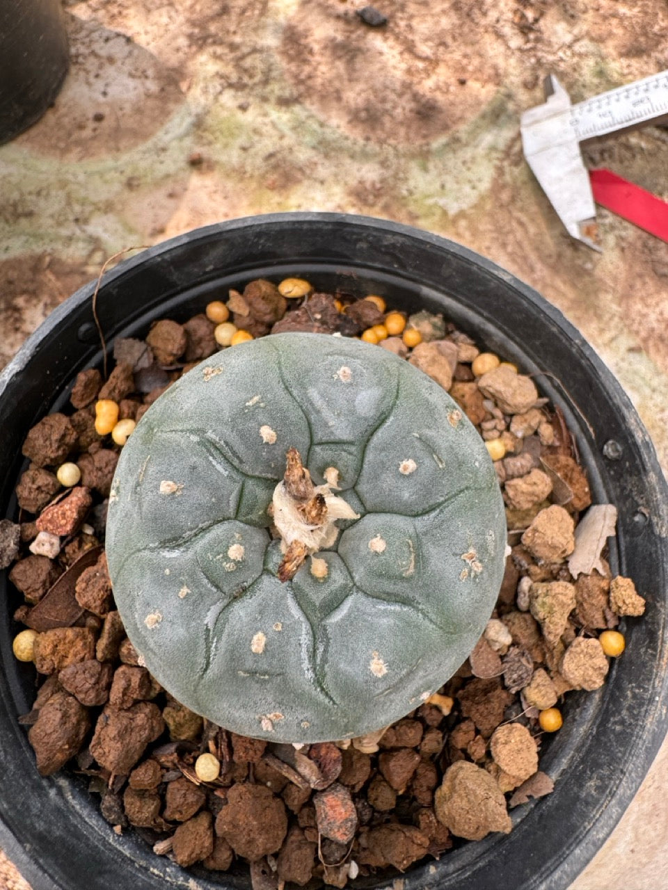 Lophophora williamsii – Peyote Cactus (6–7 cm, Own Root)