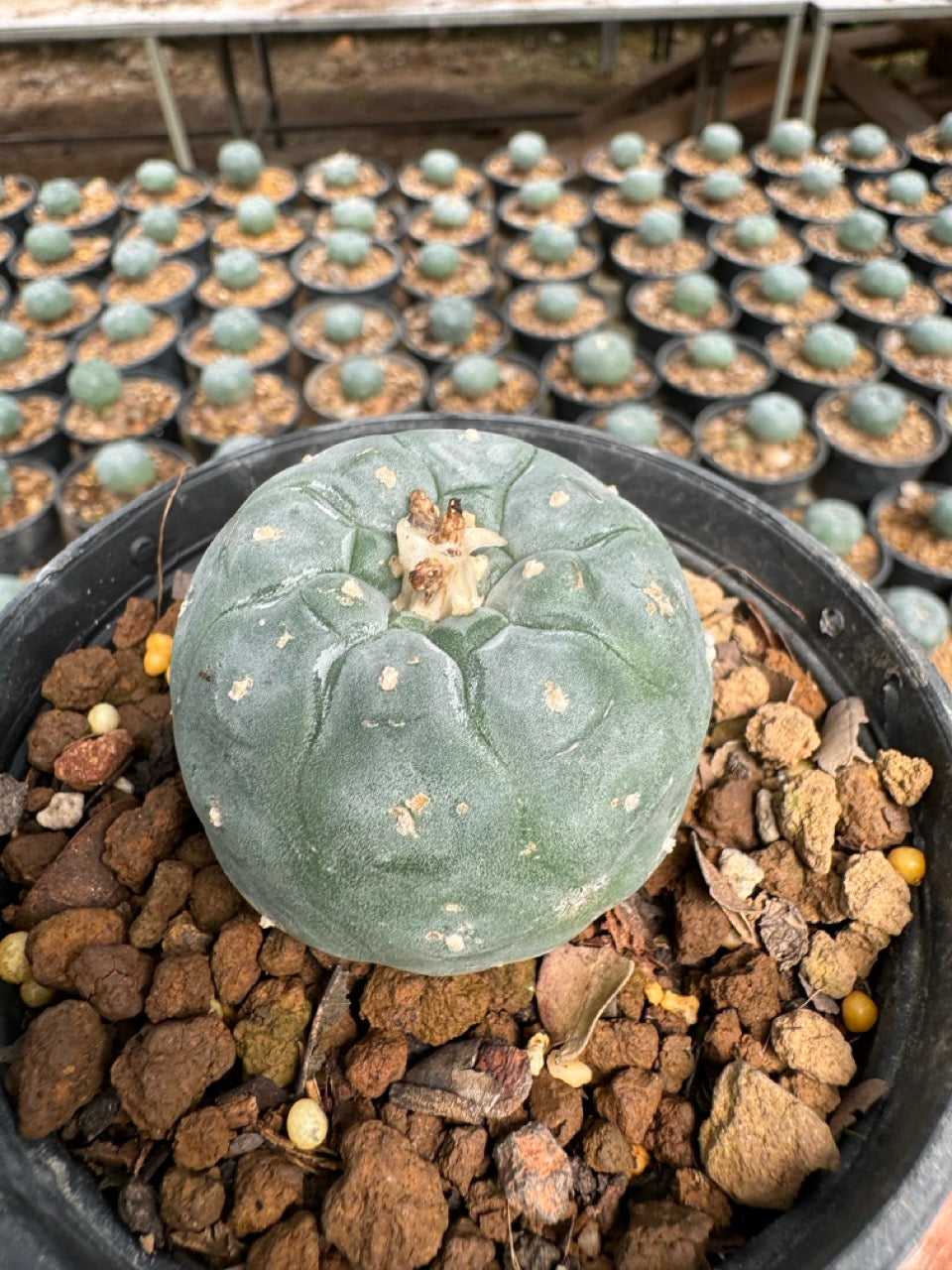 Lophophora williamsii – Peyote Cactus (6–7 cm, Own Root)