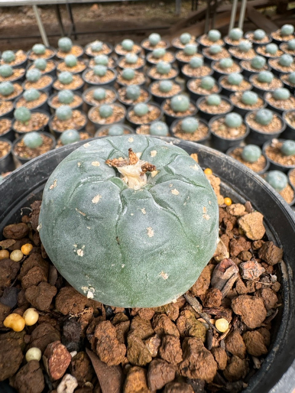 Lophophora williamsii – Peyote Cactus (6–7 cm, Own Root)