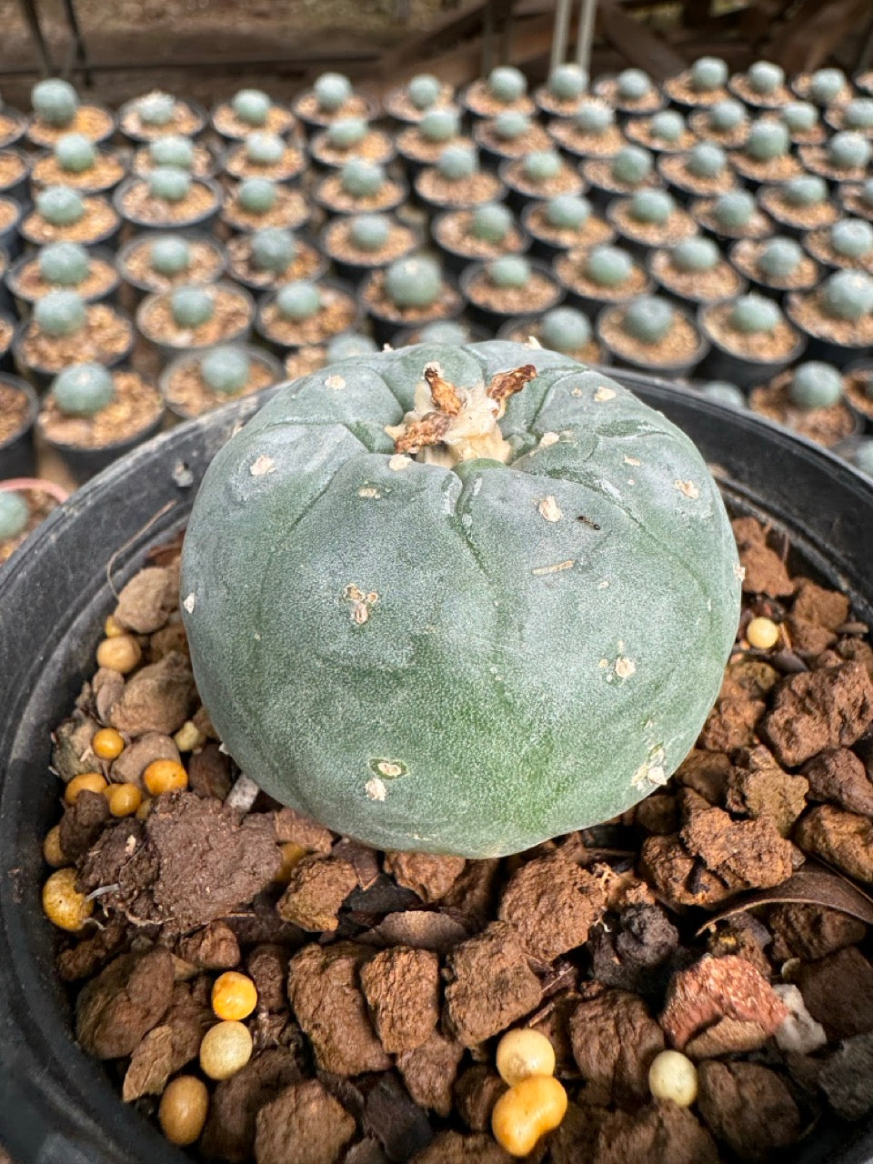 Lophophora williamsii – Peyote Cactus (6–7 cm, Own Root)