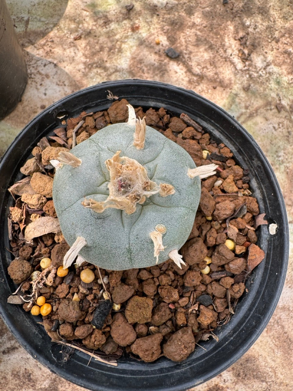 Lophophora williamsii – Peyote Cactus (6–7 cm, Own Root)