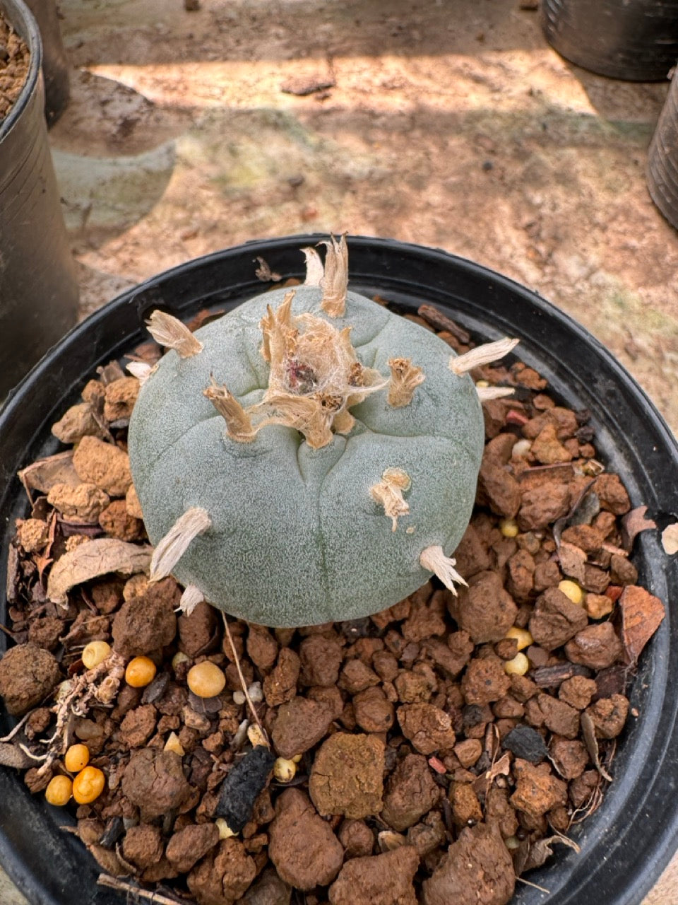 Lophophora williamsii – Peyote Cactus (6–7 cm, Own Root)