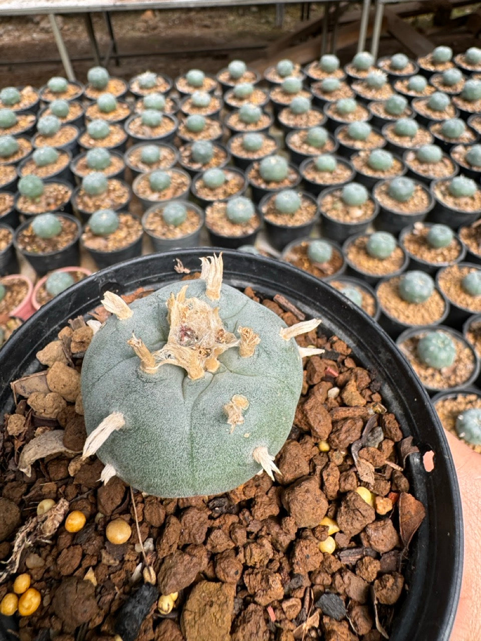 Lophophora williamsii – Peyote Cactus (6–7 cm, Own Root)