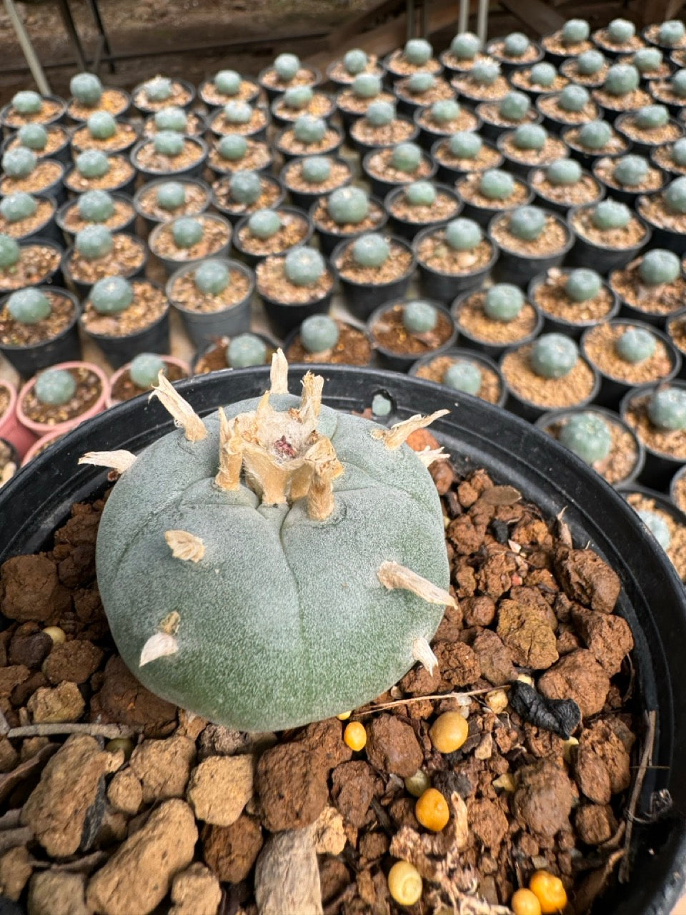 Lophophora williamsii – Peyote Cactus (6–7 cm, Own Root)