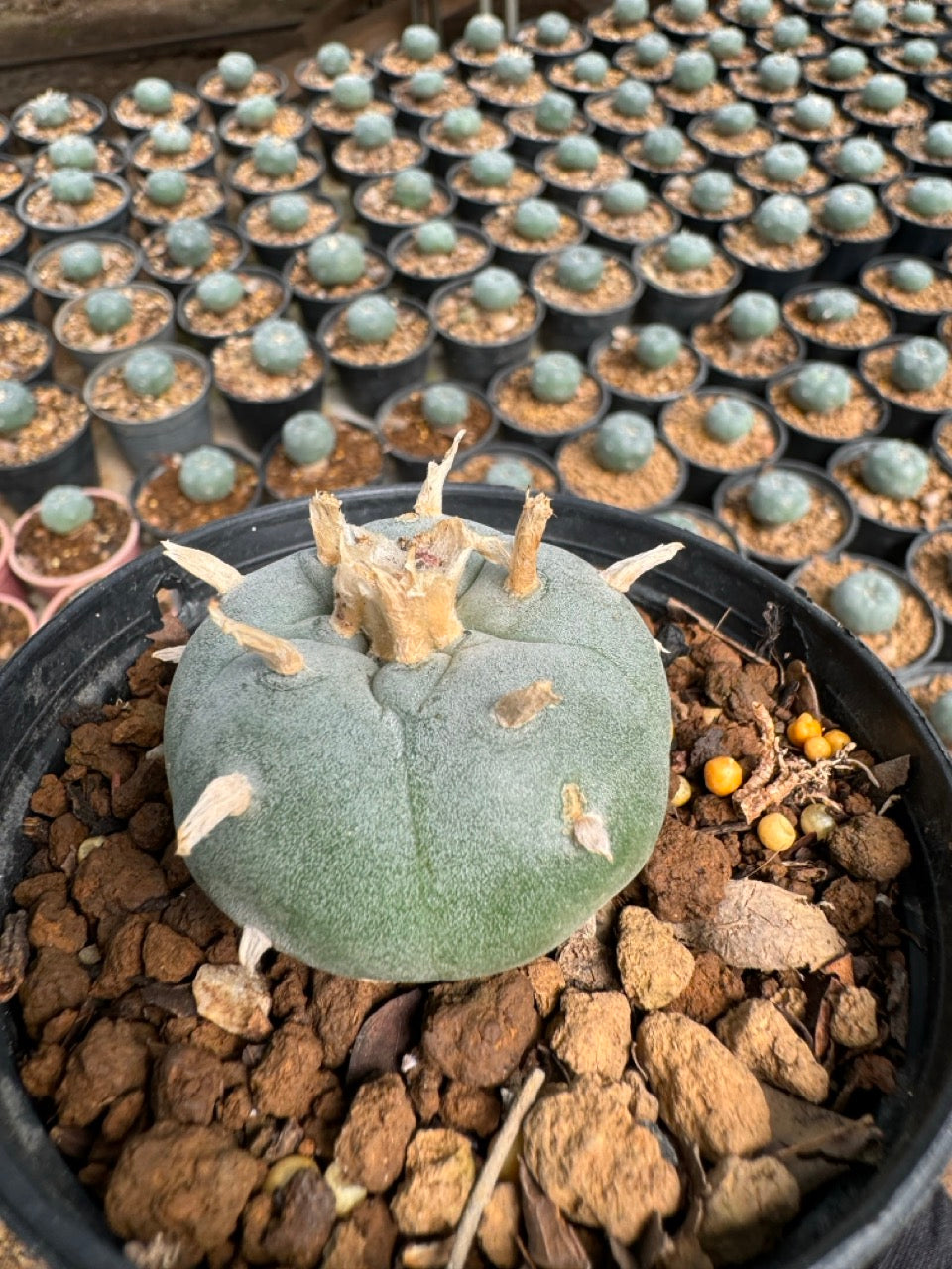 Lophophora williamsii – Peyote Cactus (6–7 cm, Own Root)