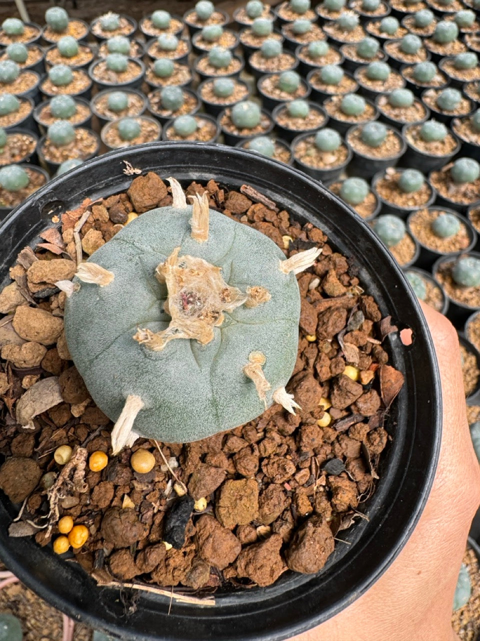 Lophophora williamsii – Peyote Cactus (6–7 cm, Own Root)