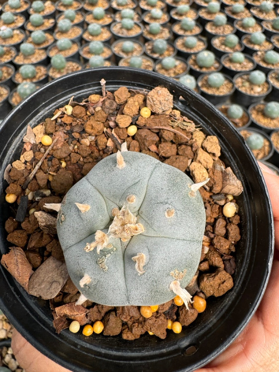 Lophophora williamsii – Peyote Cactus (6–7 cm, Own Root)