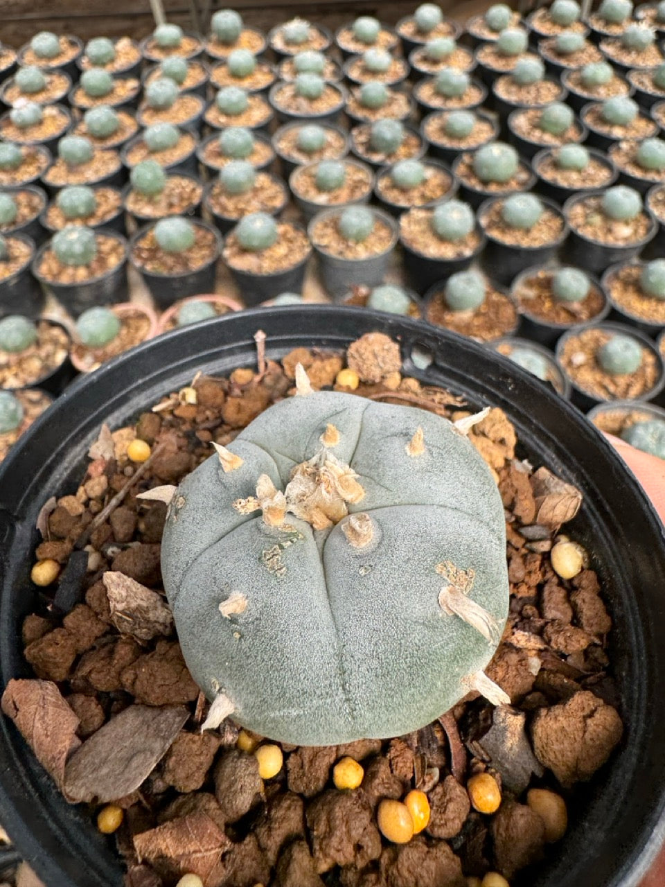 Lophophora williamsii – Peyote Cactus (6–7 cm, Own Root)