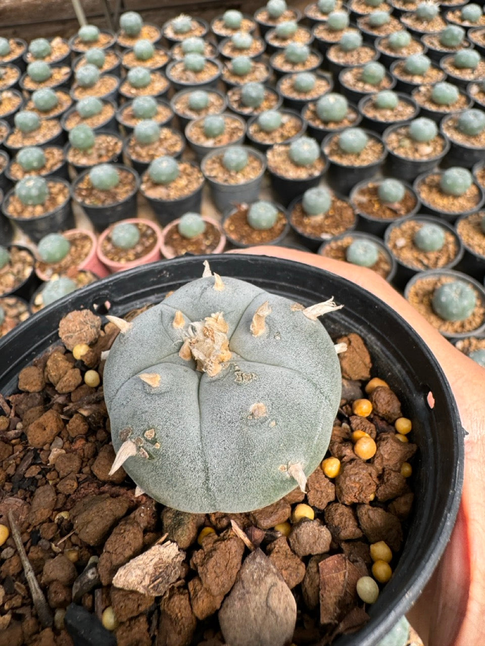 Lophophora williamsii – Peyote Cactus (6–7 cm, Own Root)