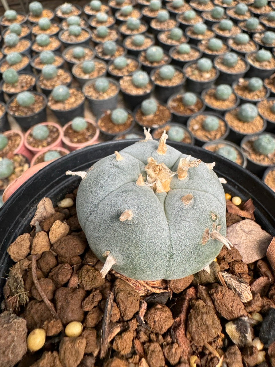 Lophophora williamsii – Peyote Cactus (6–7 cm, Own Root)