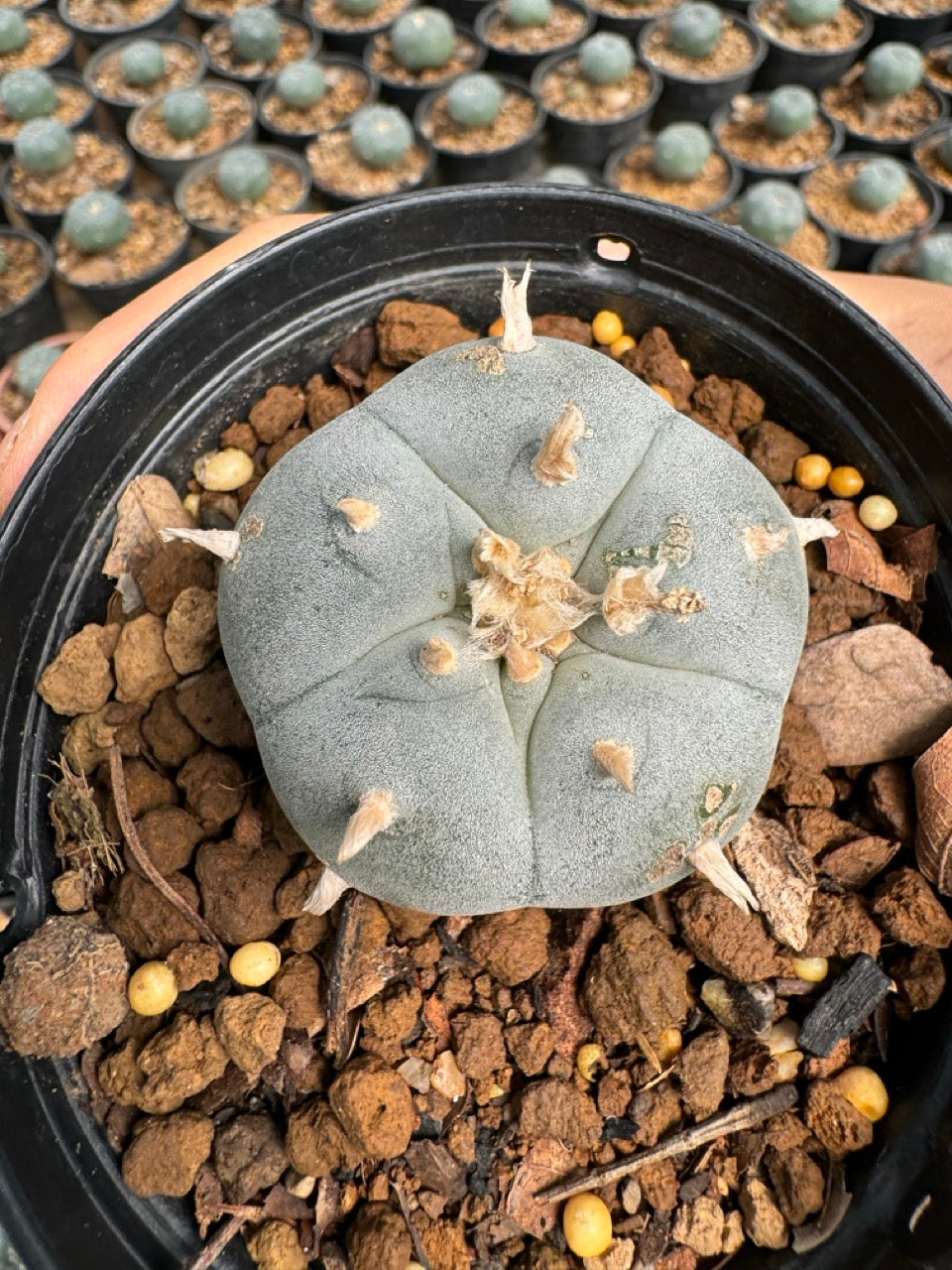 Lophophora williamsii – Peyote Cactus (6–7 cm, Own Root)