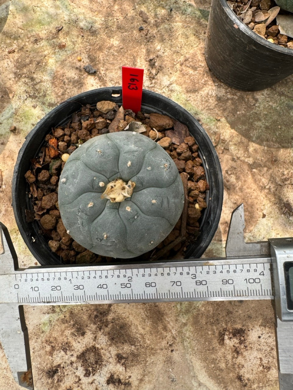 Lophophora williamsii – Peyote Cactus (6–7 cm, Own Root)
