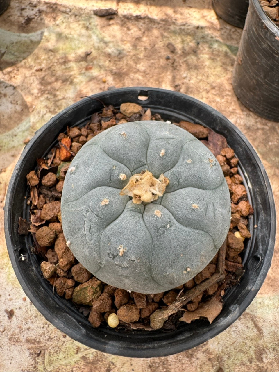 Lophophora williamsii – Peyote Cactus (6–7 cm, Own Root)