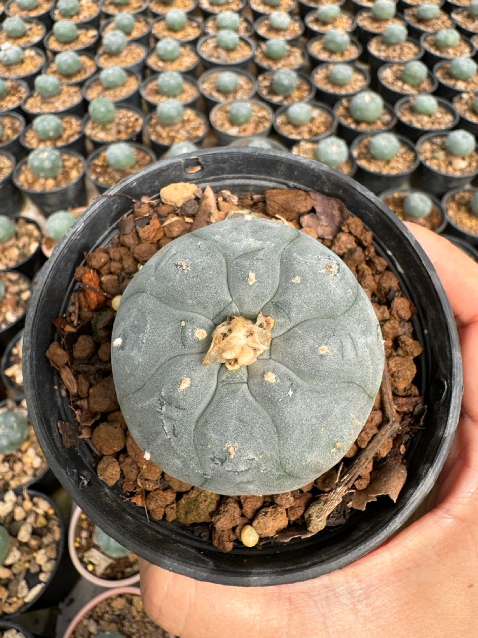 Lophophora williamsii – Peyote Cactus (6–7 cm, Own Root)