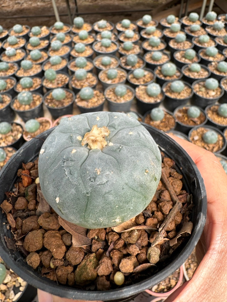 Lophophora williamsii – Peyote Cactus (6–7 cm, Own Root)