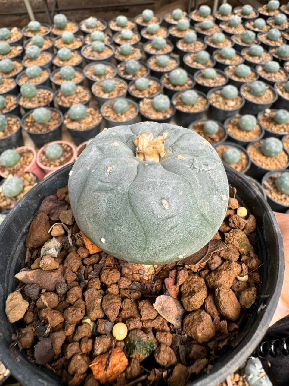 Lophophora williamsii – Peyote Cactus (6–7 cm, Own Root)