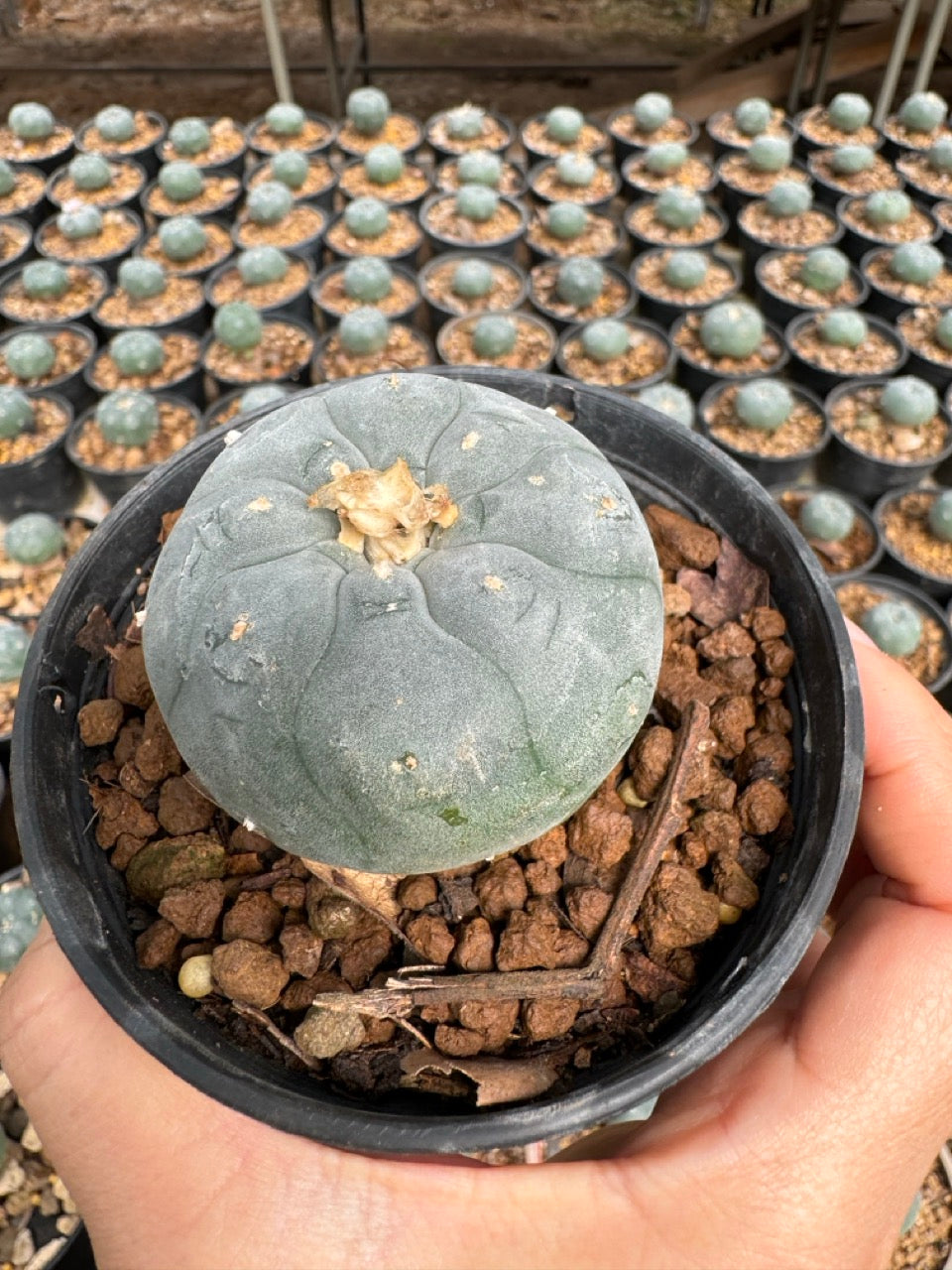 Lophophora williamsii – Peyote Cactus (6–7 cm, Own Root)