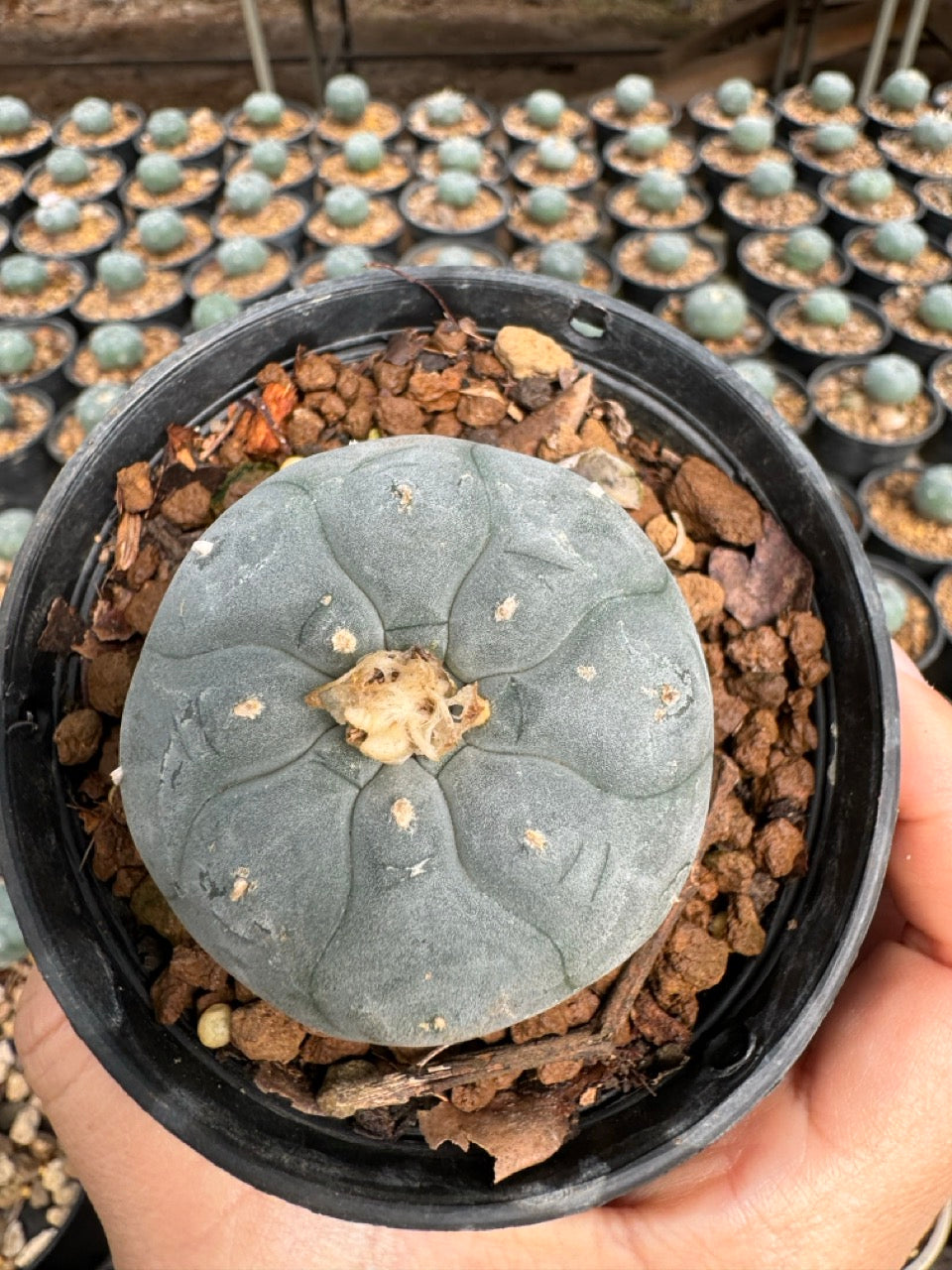 Lophophora williamsii – Peyote Cactus (6–7 cm, Own Root)