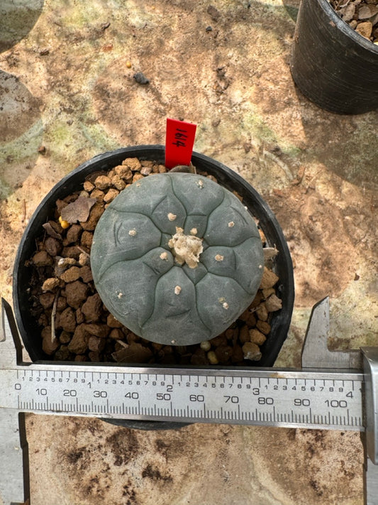 Lophophora williamsii – Peyote Cactus (6–7 cm, Own Root)