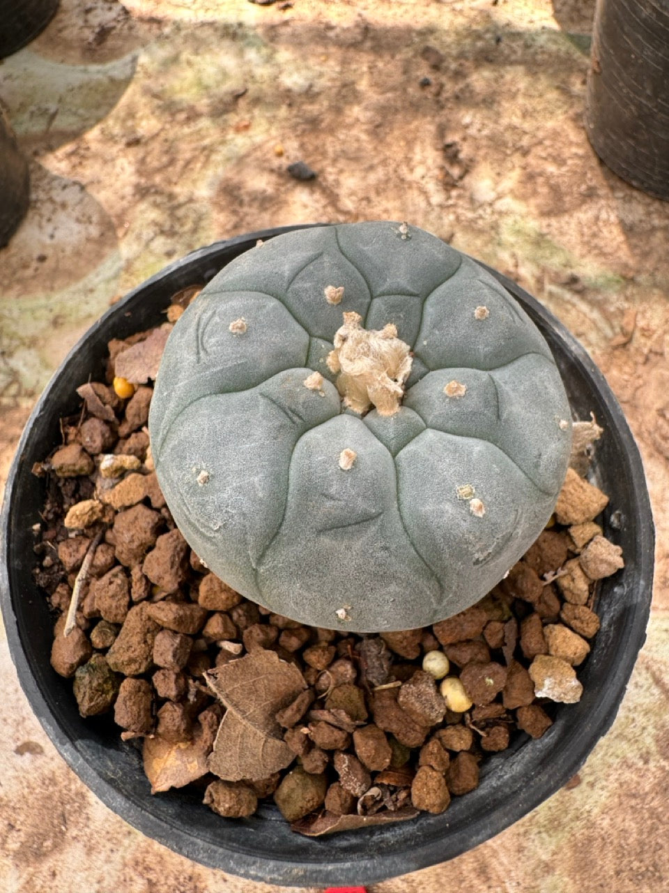 Lophophora williamsii – Peyote Cactus (6–7 cm, Own Root)
