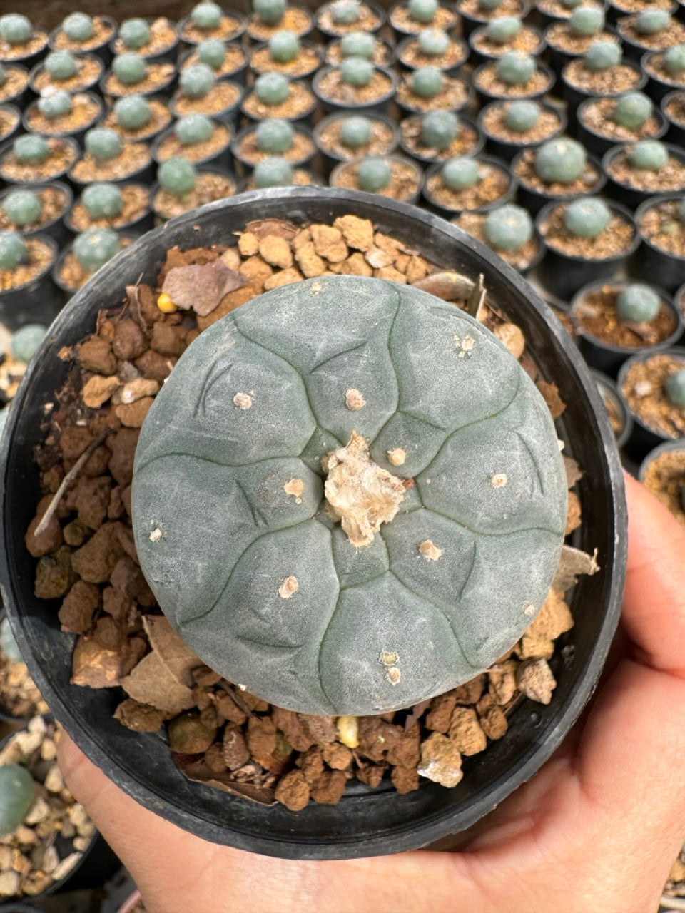 Lophophora williamsii – Peyote Cactus (6–7 cm, Own Root)