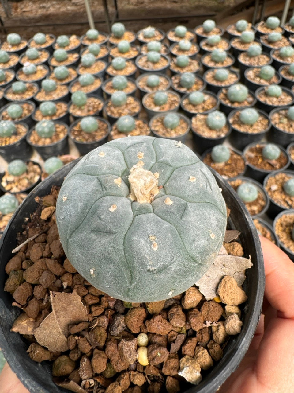 Lophophora williamsii – Peyote Cactus (6–7 cm, Own Root)