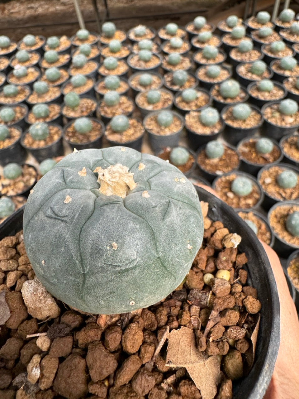 Lophophora williamsii – Peyote Cactus (6–7 cm, Own Root)