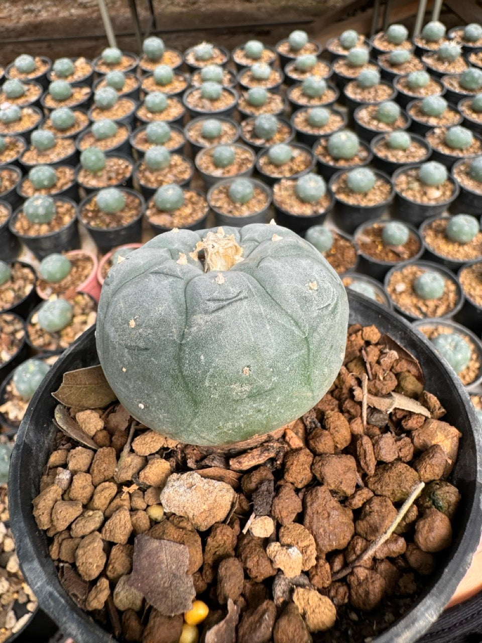Lophophora williamsii – Peyote Cactus (6–7 cm, Own Root)