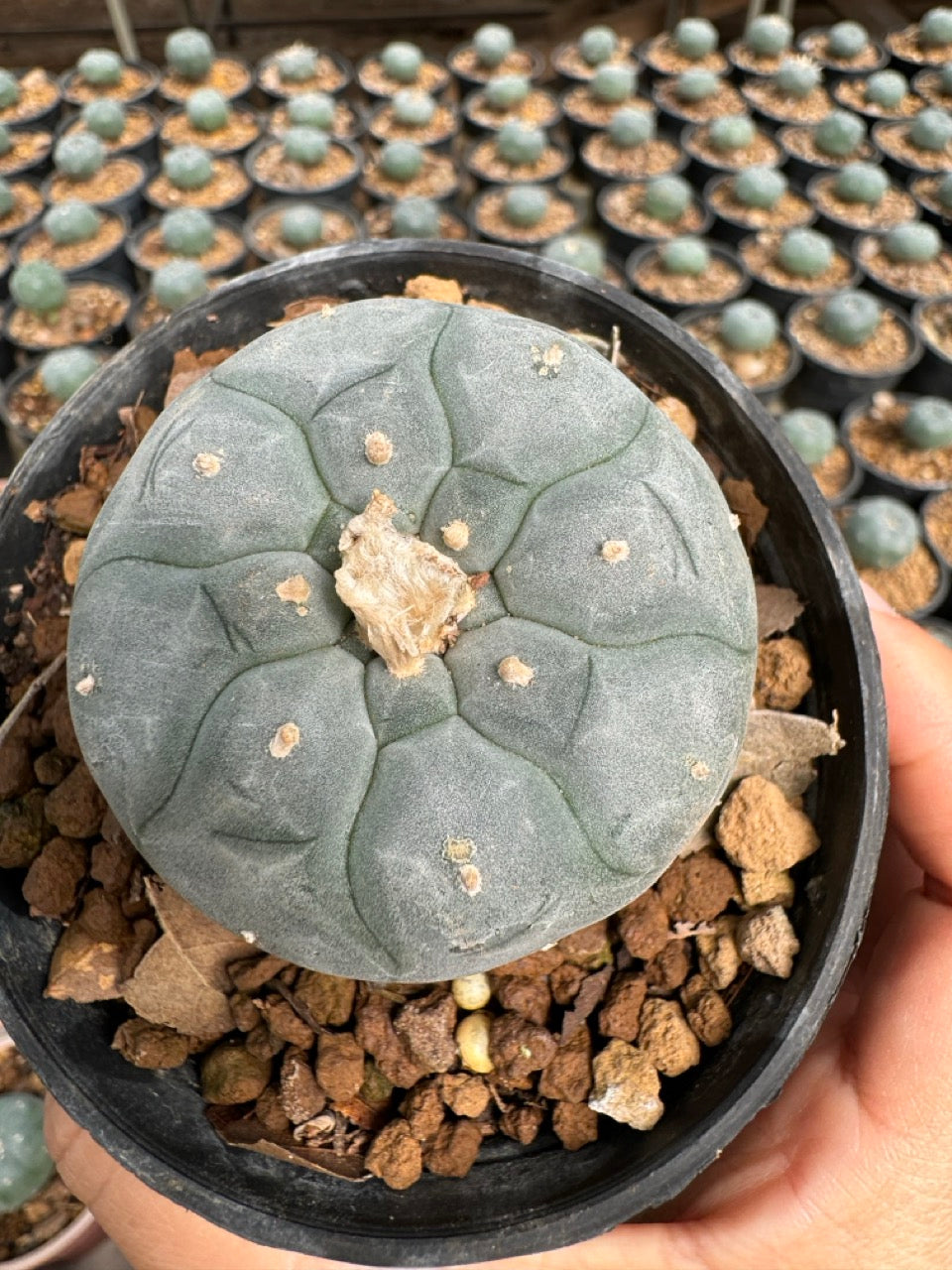 Lophophora williamsii – Peyote Cactus (6–7 cm, Own Root)