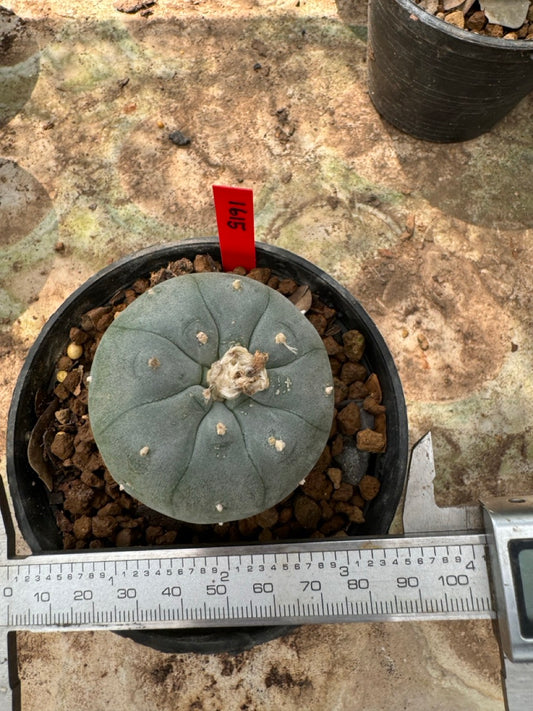Lophophora williamsii – Peyote Cactus (6–7 cm, Own Root)