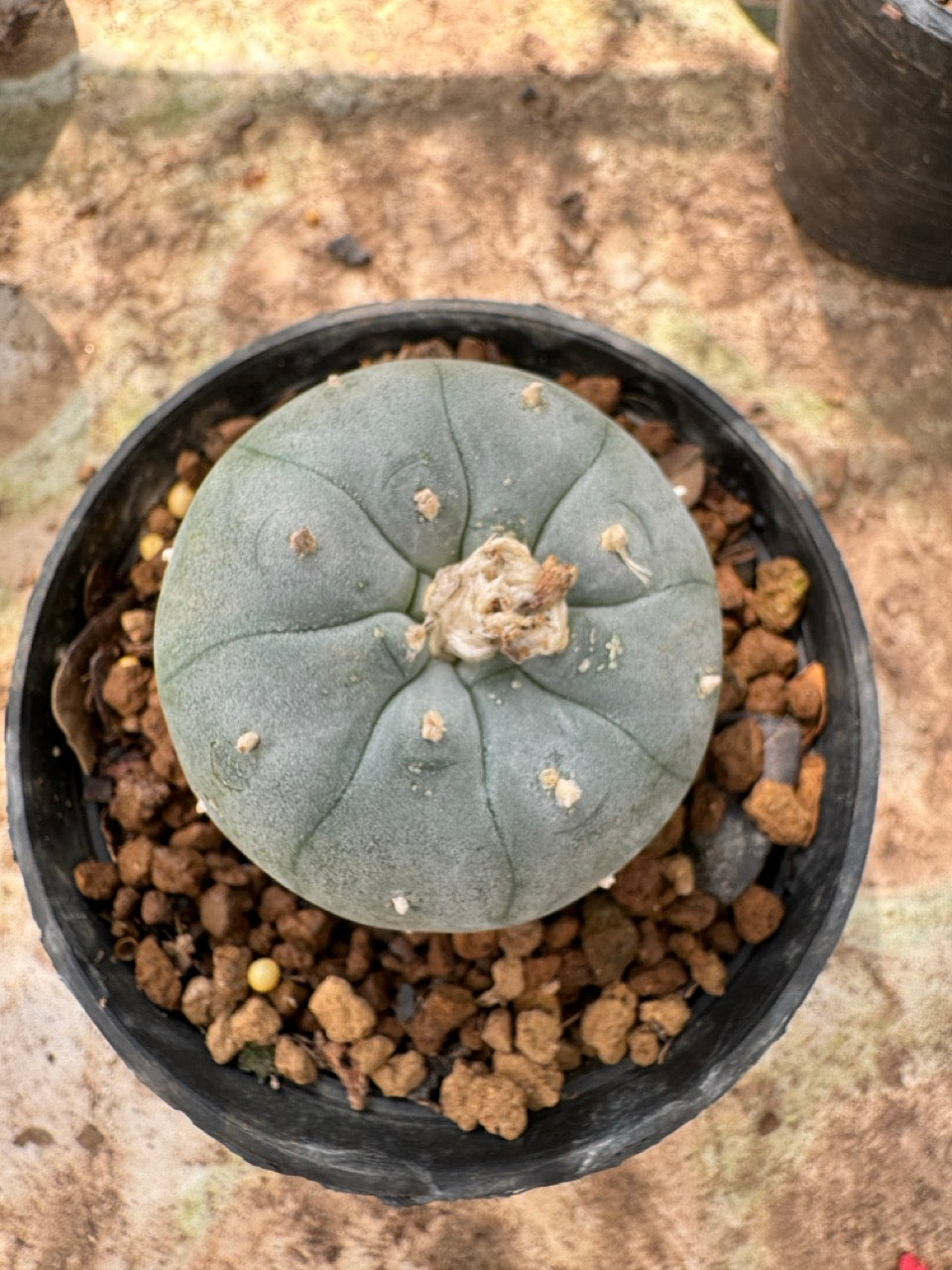 Lophophora williamsii – Peyote Cactus (6–7 cm, Own Root)
