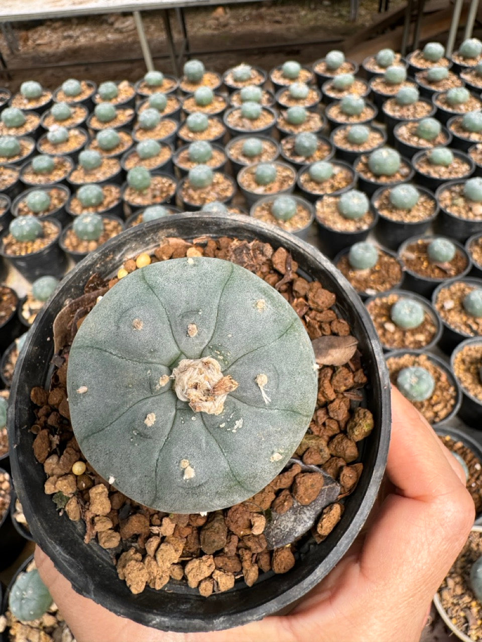 Lophophora williamsii – Peyote Cactus (6–7 cm, Own Root)