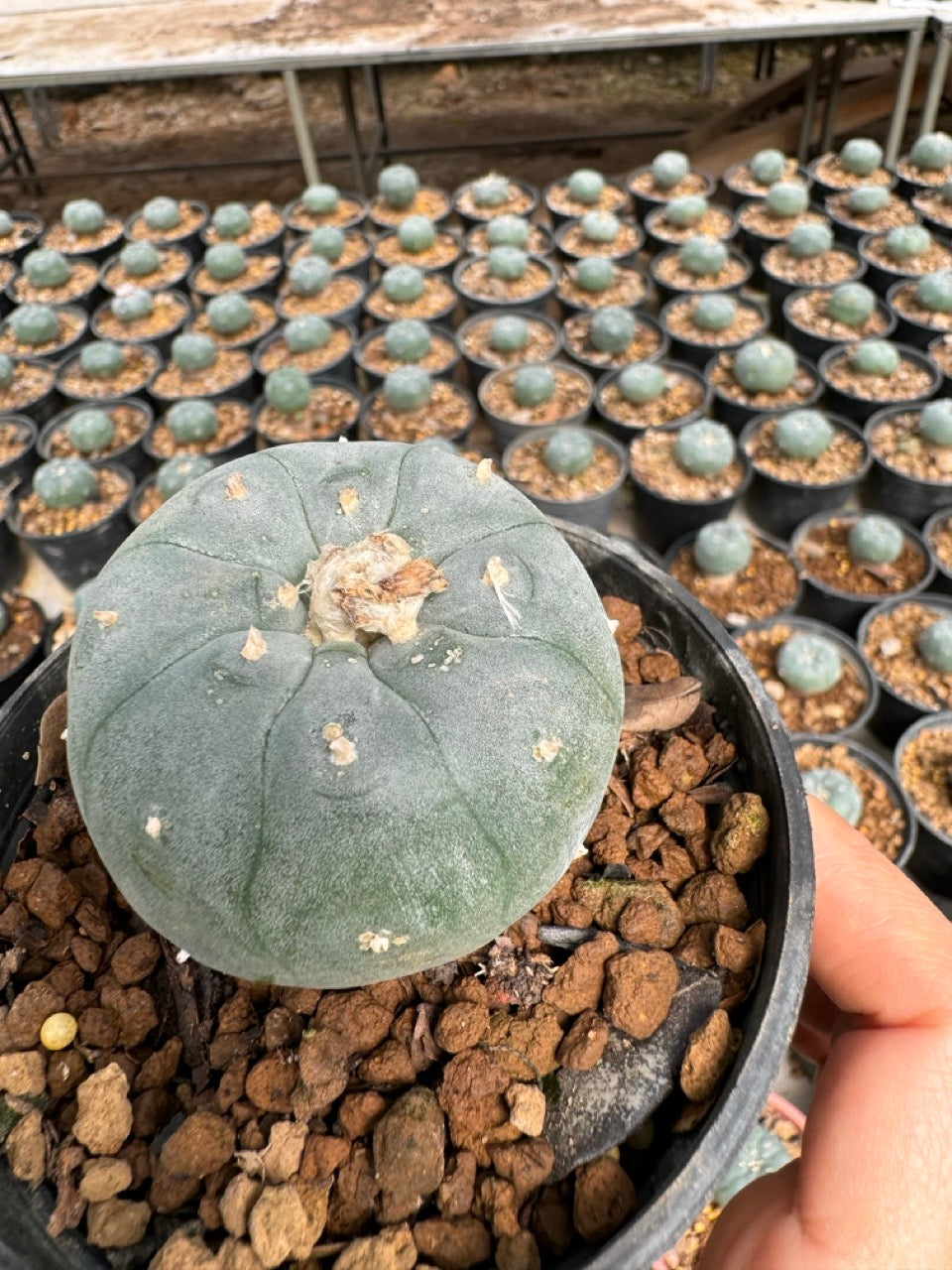 Lophophora williamsii – Peyote Cactus (6–7 cm, Own Root)