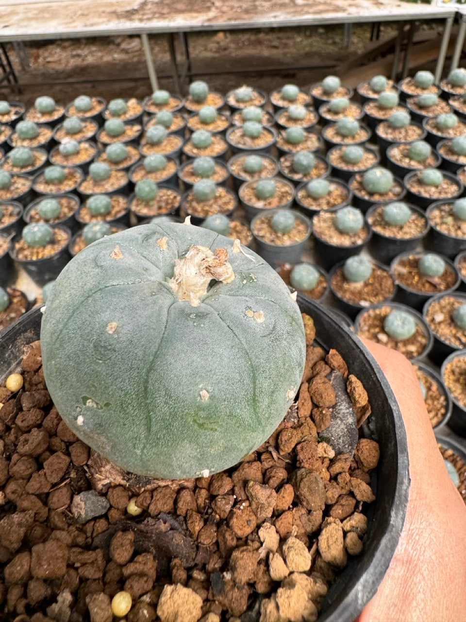 Lophophora williamsii – Peyote Cactus (6–7 cm, Own Root)