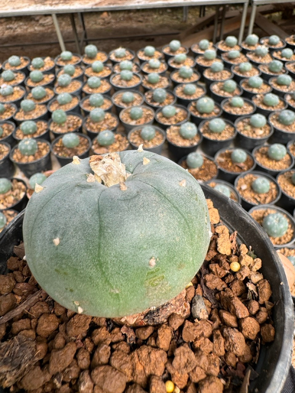 Lophophora williamsii – Peyote Cactus (6–7 cm, Own Root)
