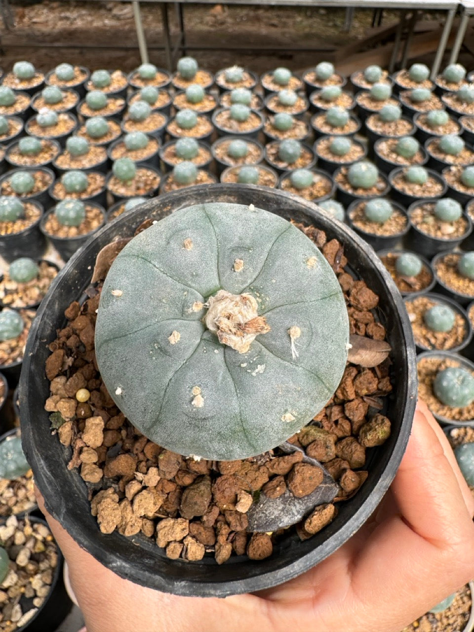 Lophophora williamsii – Peyote Cactus (6–7 cm, Own Root)