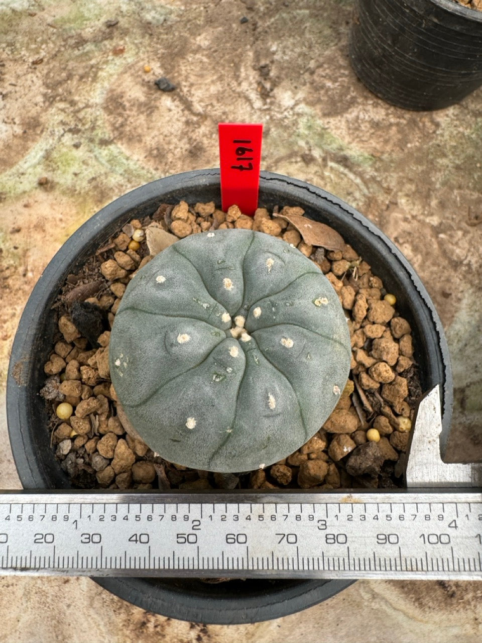 Lophophora williamsii – Peyote Cactus (6–7 cm, Own Root)
